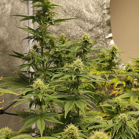Auto AK Triple Haze y Green Crack  growlog timeline photo