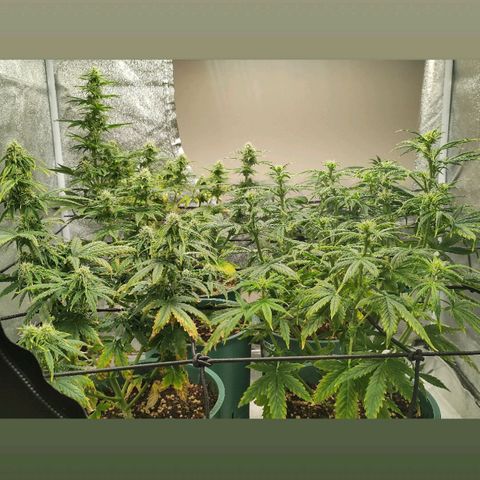Auto AK Triple Haze y Green Crack  growlog timeline photo