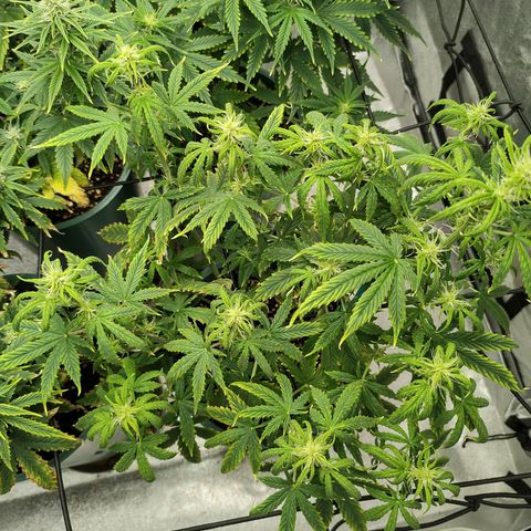 Auto AK Triple Haze y Green Crack  growlog timeline photo