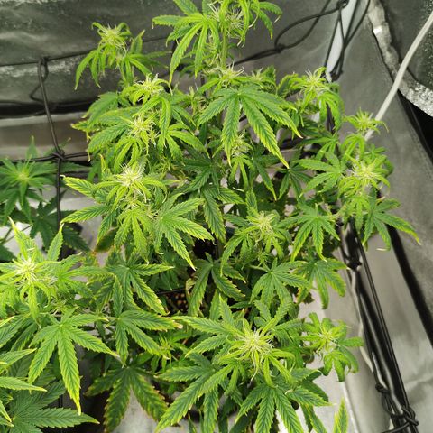 Auto AK Triple Haze y Green Crack  growlog timeline photo
