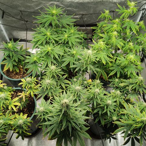 Auto AK Triple Haze y Green Crack  growlog timeline photo