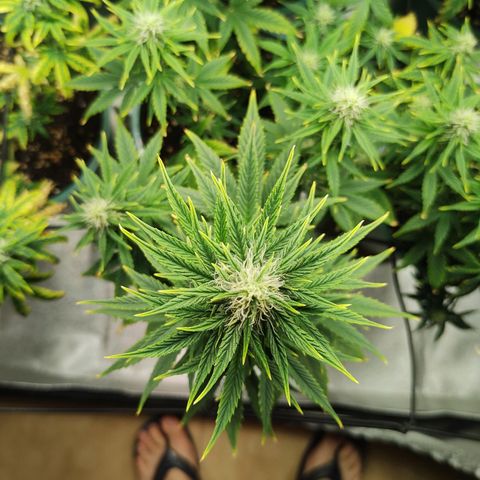Auto AK Triple Haze y Green Crack  growlog timeline photo