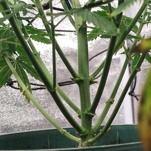 Auto AK Triple Haze y Green Crack  growlog timeline photo