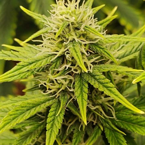 Auto AK Triple Haze y Green Crack  growlog timeline photo