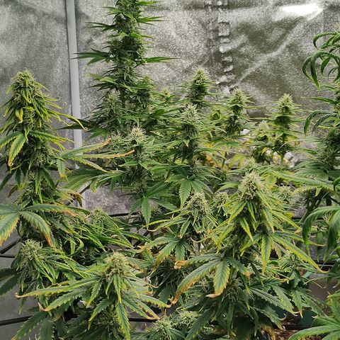 Auto AK Triple Haze y Green Crack  growlog timeline photo