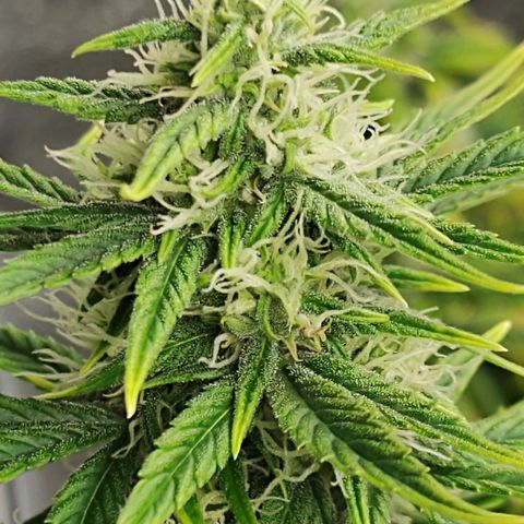Auto AK Triple Haze y Green Crack  growlog timeline photo