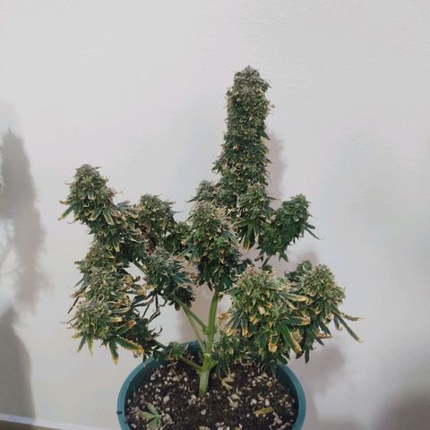 Auto AK Triple Haze y Green Crack  growlog timeline photo