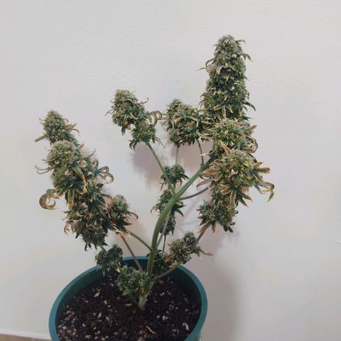 Auto AK Triple Haze y Green Crack  growlog timeline photo