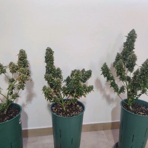 Auto AK Triple Haze y Green Crack  growlog timeline photo