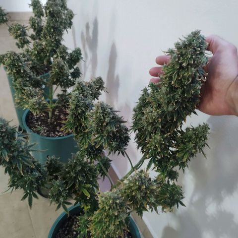 Auto AK Triple Haze y Green Crack  growlog timeline photo