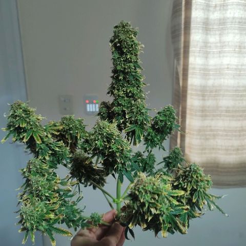 Auto AK Triple Haze y Green Crack  growlog timeline photo
