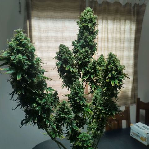 Auto AK Triple Haze y Green Crack  growlog timeline photo