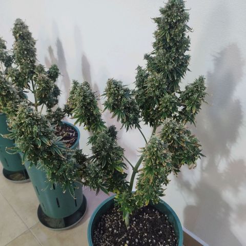 Auto AK Triple Haze y Green Crack  growlog timeline photo