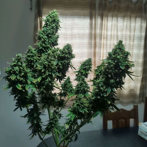 Auto AK Triple Haze y Green Crack  growlog timeline photo