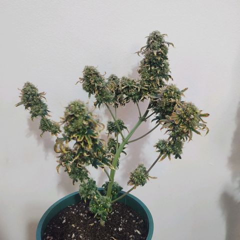 Auto AK Triple Haze y Green Crack  growlog timeline photo