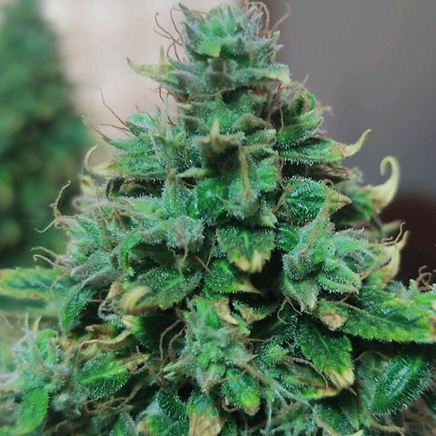 Auto AK Triple Haze y Green Crack  growlog timeline photo