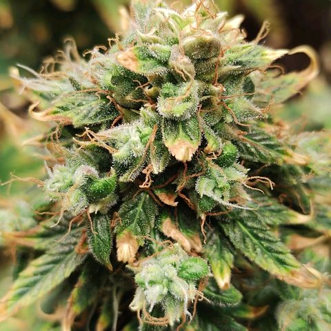 Auto AK Triple Haze y Green Crack  growlog timeline photo
