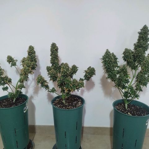Auto AK Triple Haze y Green Crack  growlog timeline photo