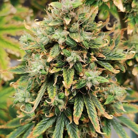 Auto AK Triple Haze y Green Crack  growlog timeline photo