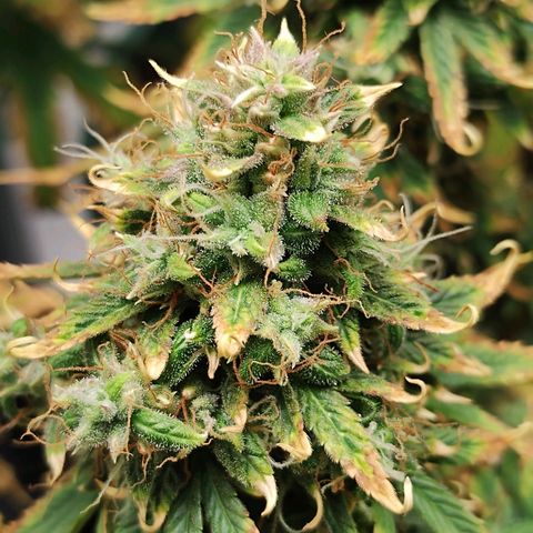 Auto AK Triple Haze y Green Crack  growlog timeline photo