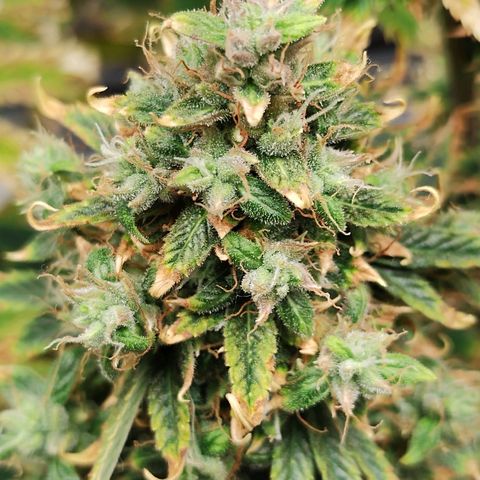 Auto AK Triple Haze y Green Crack  growlog timeline photo
