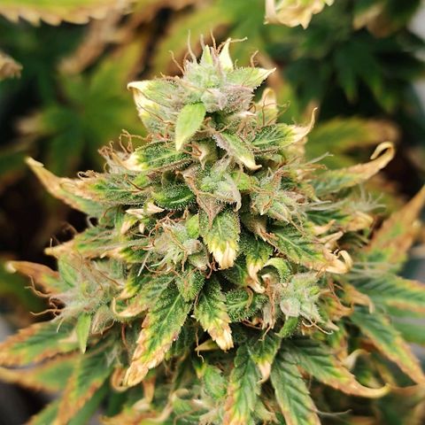 Auto AK Triple Haze y Green Crack  growlog timeline photo