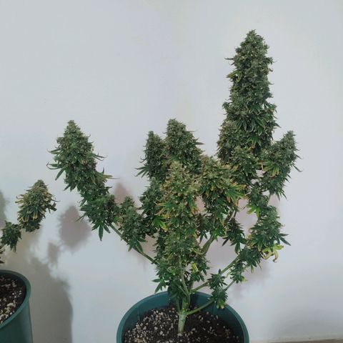 Auto AK Triple Haze y Green Crack  growlog timeline photo