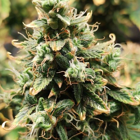 Auto AK Triple Haze y Green Crack  growlog timeline photo