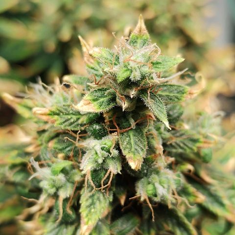 Auto AK Triple Haze y Green Crack  growlog timeline photo