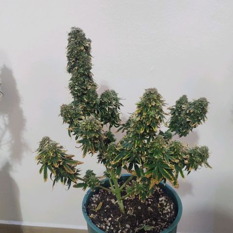 Auto AK Triple Haze y Green Crack  growlog timeline photo