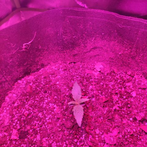 Gogi growlog timeline photo