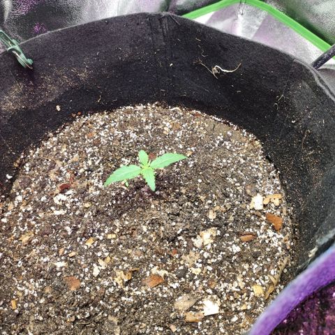 Gogi growlog timeline photo