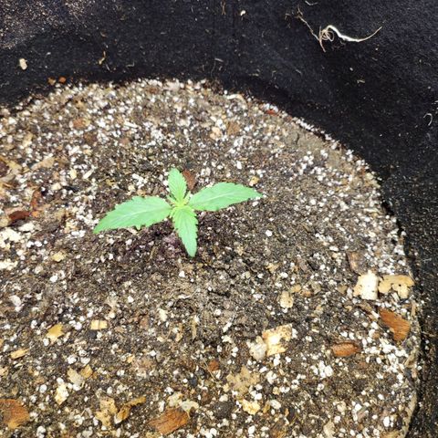 Gogi growlog timeline photo