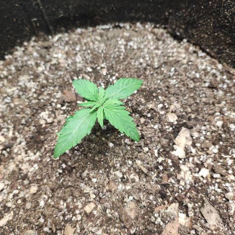 Gogi growlog timeline photo