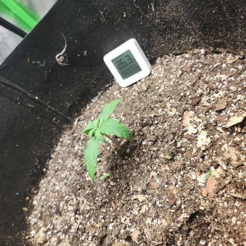 Gogi growlog timeline photo
