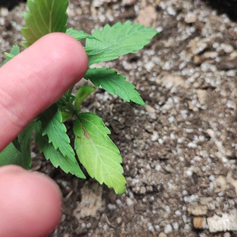 Gogi growlog timeline photo