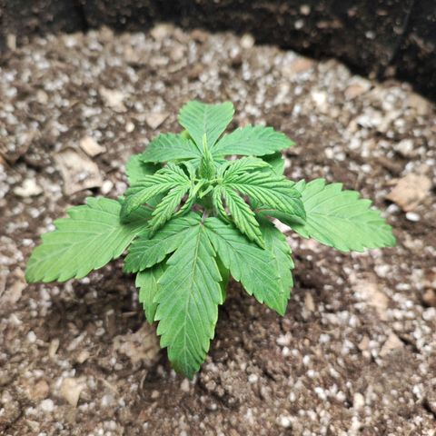 Gogi growlog timeline photo