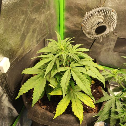 Gogi growlog timeline photo