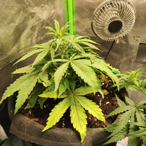Gogi growlog timeline photo