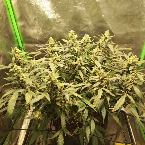 Gogi growlog timeline photo