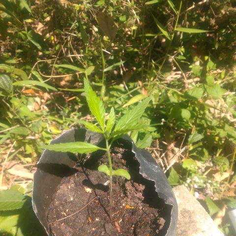 Prensado growlog photo: 11 dias de planta 