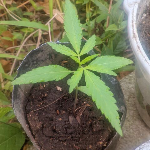 Prensado growlog photo: 12 dias de planta 10 folhas 