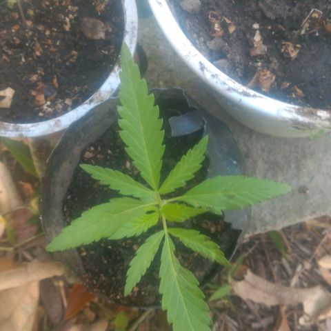 Prensado growlog photo: 13 dias de planta 10 folhas 
