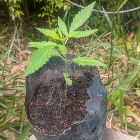 Prensado growlog photo: 14 dias de planta 14 folhas 