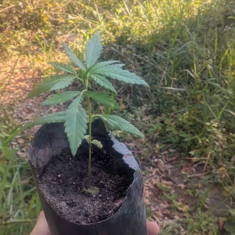 Prensado growlog photo: 16 dias de planta 15 folhas 