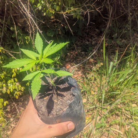Prensado growlog photo: 17 dias de planta 17 folhas 