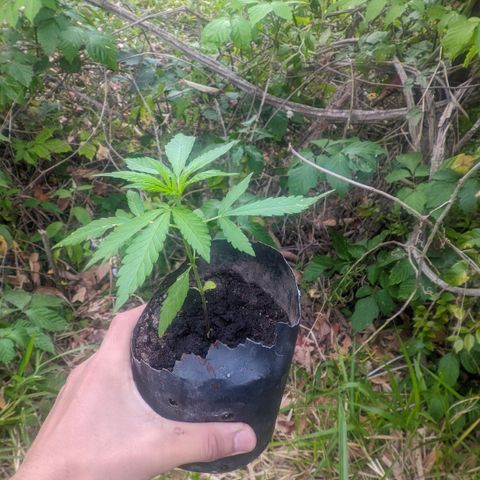 Prensado growlog photo: 19 dias de planta 20 folhas 