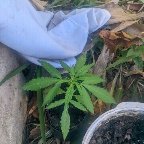 Prensado growlog photo: 19 dias de planta 