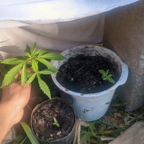 Prensado growlog photo: As 3 plantas 