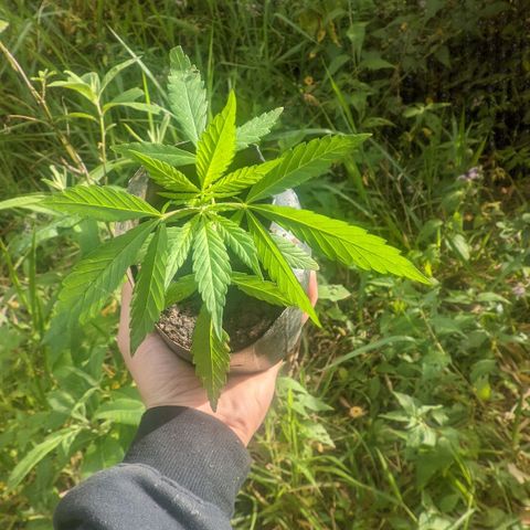 Prensado growlog photo: 20 dias 22 folhas 